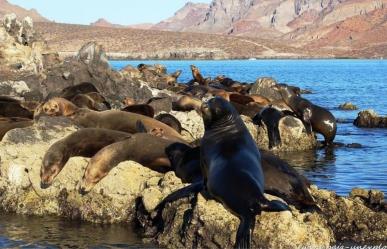 Esta isla de La Paz en BCS es el sueño de los buzos para explorar barcos hundidos
