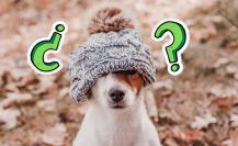 Frente frío en Coahuila: ¿cómo proteger a tus mascotas en invierno? Frente frío en Coahuila: ¿cómo proteger a tus mascotas en invierno?