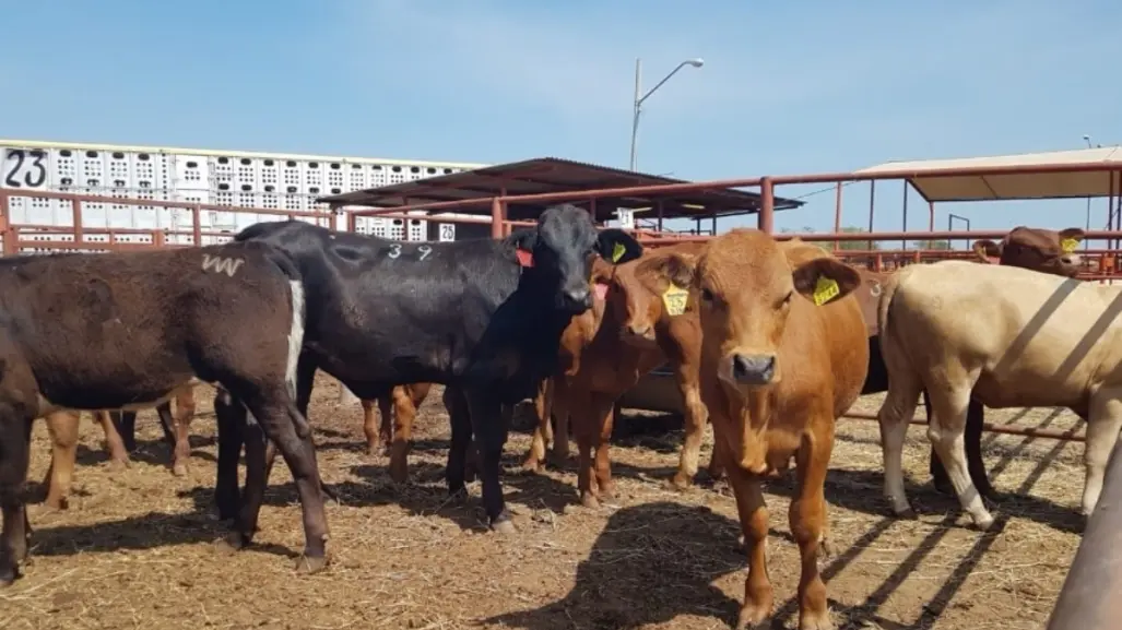 Ganadería en Tamaulipas: ¿Cuánta carne se produce en el estado?