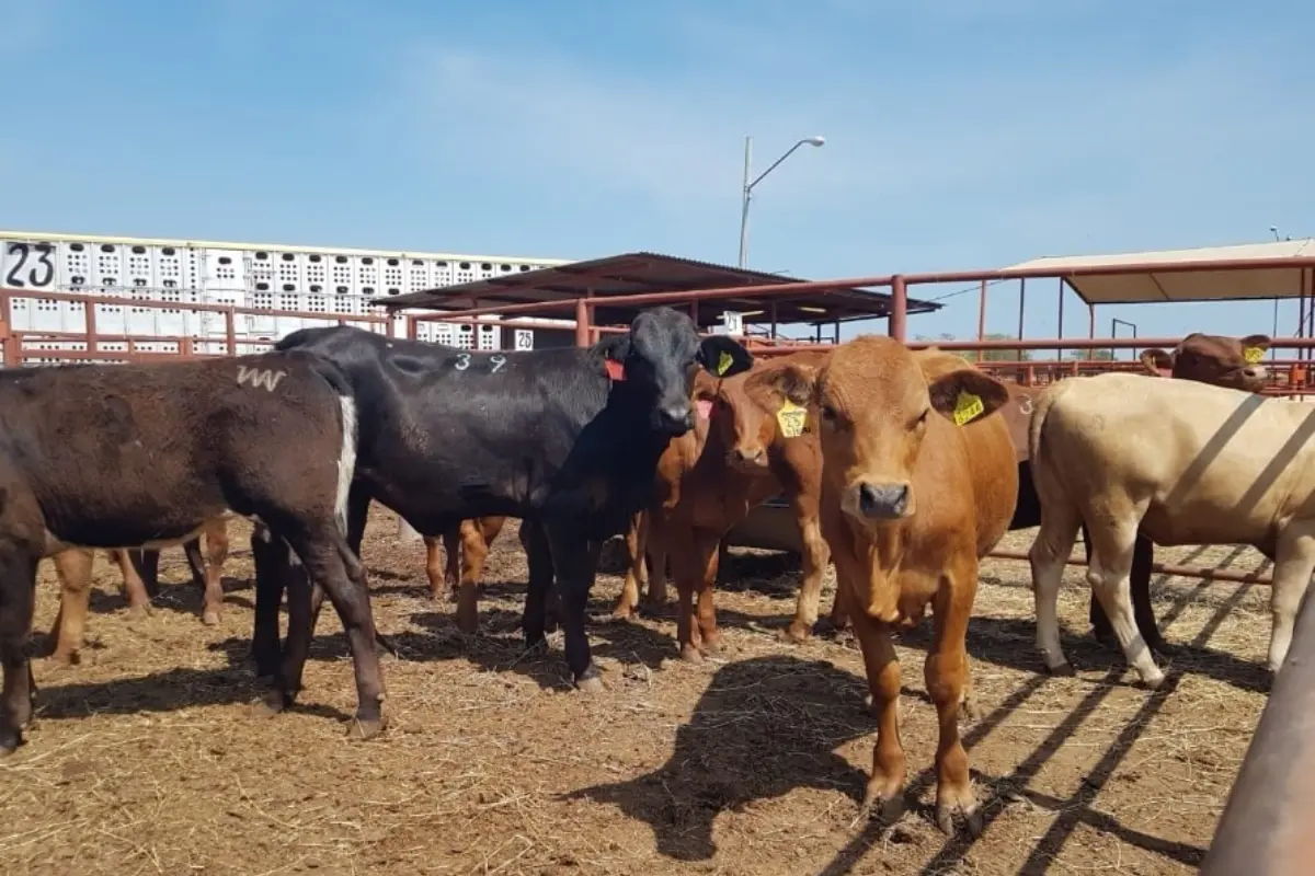 La ganadería es una de las principales actividades productivas de Tamaulipas. Foto: UGRT