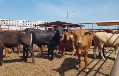 Ganadería en Tamaulipas: ¿Cuánta carne se produce en el estado?