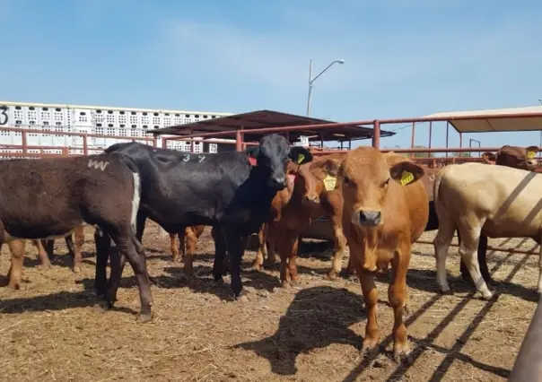 Ganadería en Tamaulipas: ¿Cuánta carne se produce en el estado?