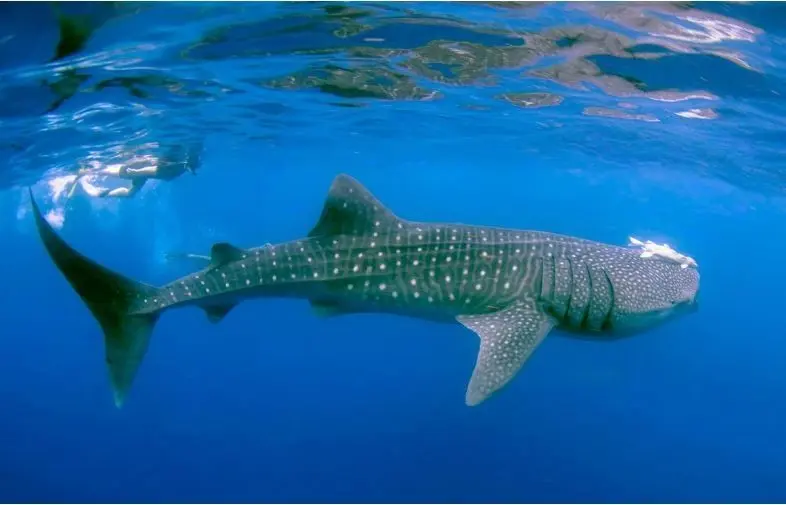 El tiburón ballena, una especie muy solicitada por los turistas. Foto: Pexels.