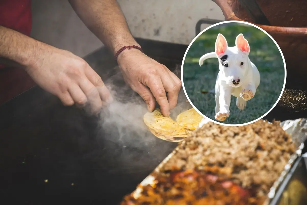 Tacos y un perrito. Foto: Canva