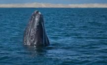 Ballena Gris: Conoce cuándo empieza la temporada de avistamiento en Baja California Sur