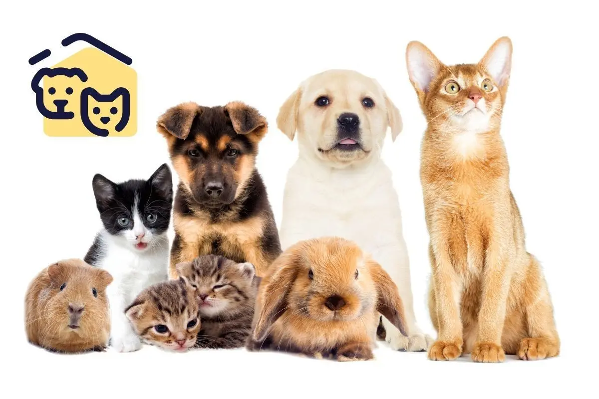 Perros, conejos y gatos para el Plan Integral del Bienestar Animal. Foto: Stock imágenes Canva / edición en Canva