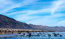 La Isla del Pacífico Sudcaliforniano ideal para el avistamiento de aves