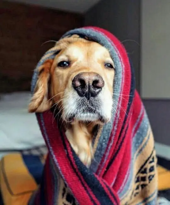 Perro con manta, frio. Foto: Pinterest