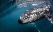 3 lugares para el avistamiento de ballena gris en BCS que debes visitar 3 lugares para el avistamiento de ballena gris en BCS que debes visitar