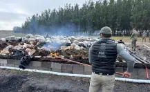 Más de 4 mil kilos de marihuana son incinerados en el Puerto de Altamira