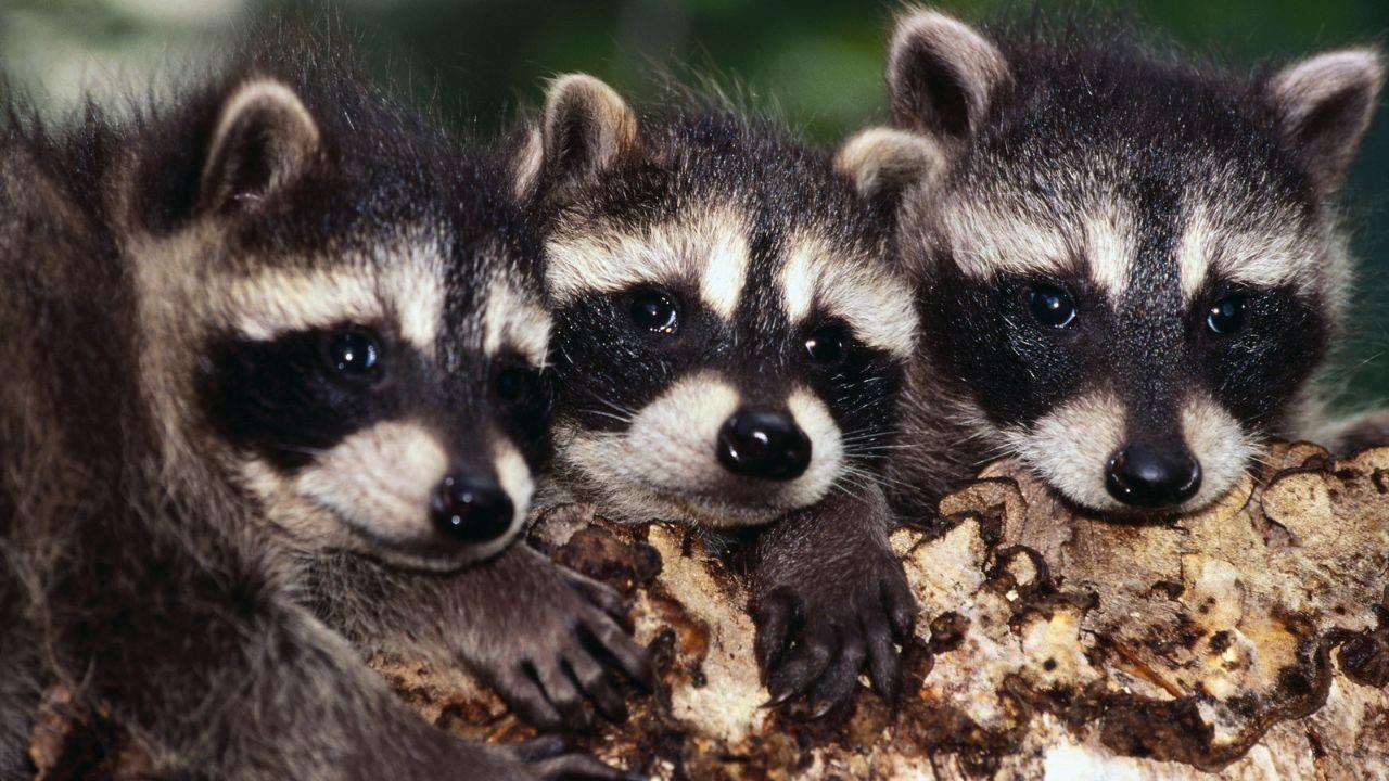 El lavado de comida de los mapaches es un comportamiento sensorial. Foto: Canva.