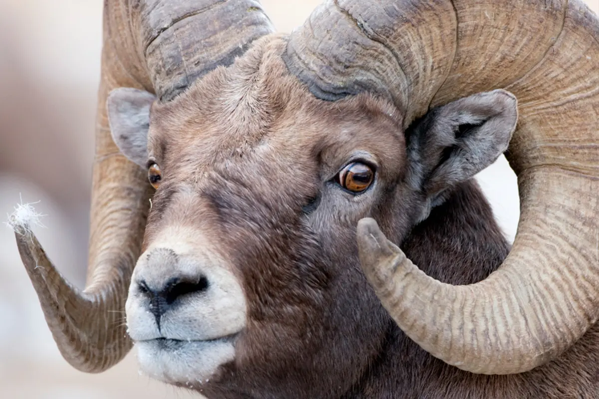 Borrego Cimarrón, característico por su cornamenta. Fotos: Alberta Institute for Wildlife Conservation.