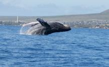 ¿Cuál es la mejor fecha para ver ballenas en Los Cabos?