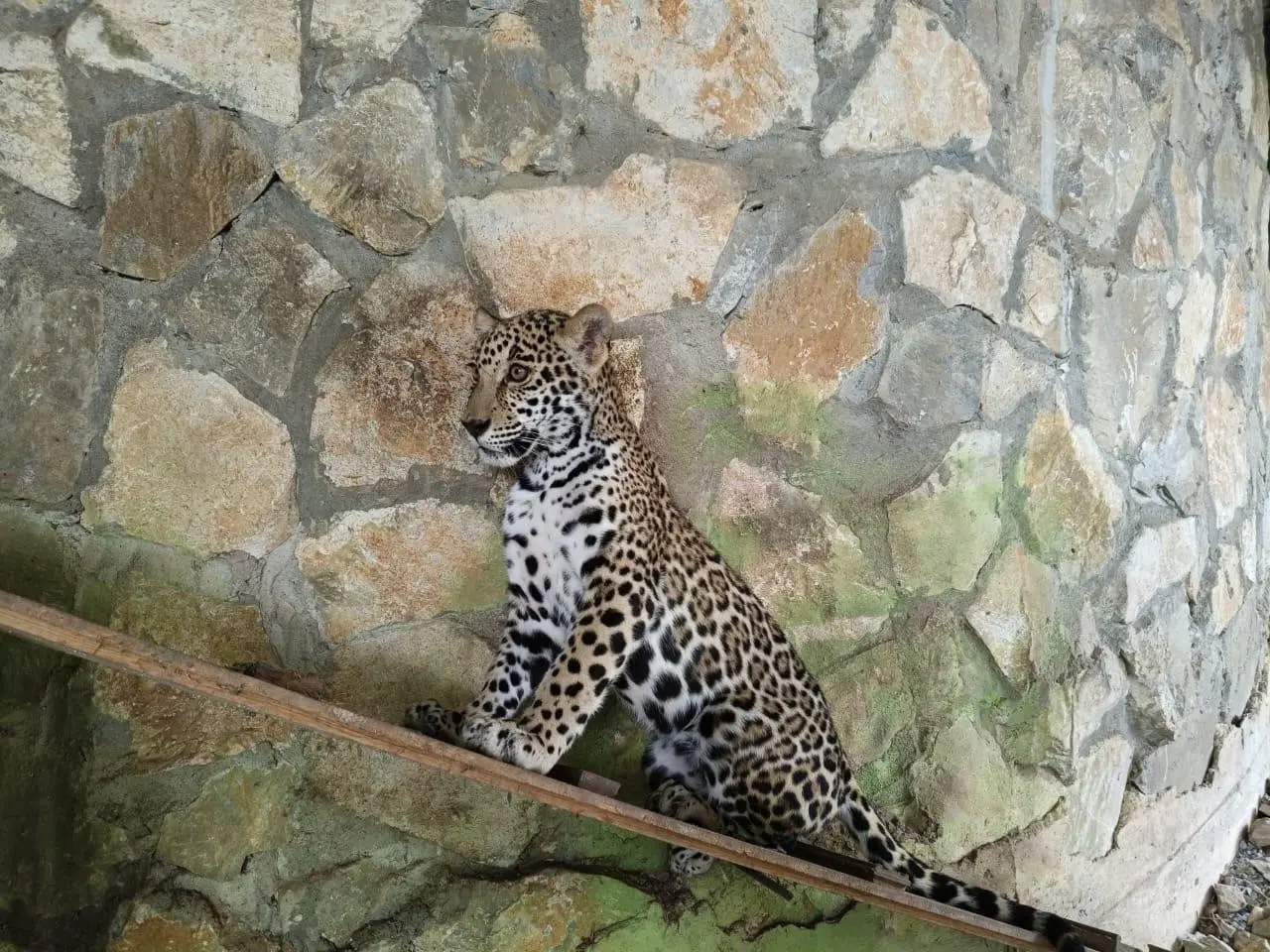 Llegan 2 cachorros de jaguar al Parque Ecológico Biósfera El Cielo, ¿dónde es y cuánto cuesta?