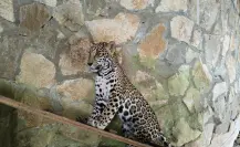 Llegan 2 cachorros de jaguar al Parque Ecológico Biósfera El Cielo, ¿dónde es y cuánto cuesta?