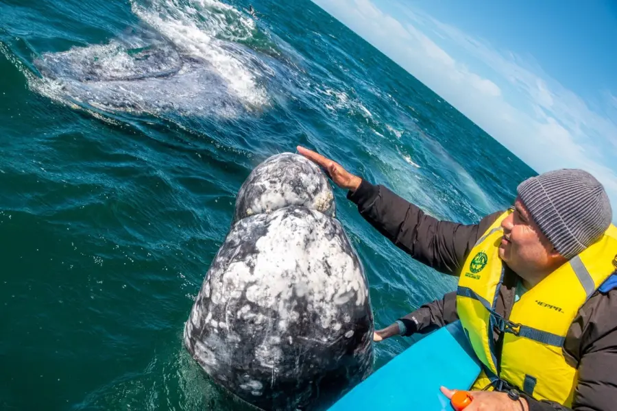 ¿Dónde ver ballenas grises en Baja California Sur? Los mejores lugares para visitar