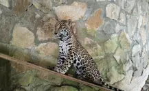 Cachorros de jaguar llegan al parque ecológico Biósfera El Cielo y así los puedes conocer