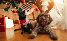 De esta manera puedes proteger del frío a tus mascotas en este invierno De esta manera puedes proteger del frío a tus mascotas en este invierno