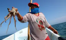 ¿Está funcionando la extensión de la captura de pulpo en Yucatán?