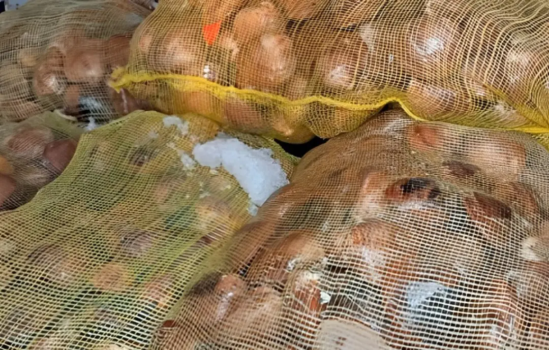 La almeja chocolata, un recurso clave para la pesca comercial en Baja California Sur, es protegida con medidas como la veda temporal. Foto: Cortesía / Gobierno del Estado