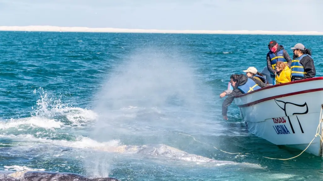 3 Datos sorprendentes sobre el avistamiento de ballena gris en BCS que no sabías