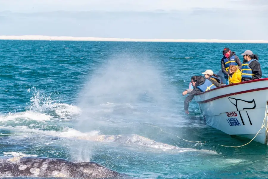 3 Datos sorprendentes sobre el avistamiento de ballena gris en BCS que no sabías