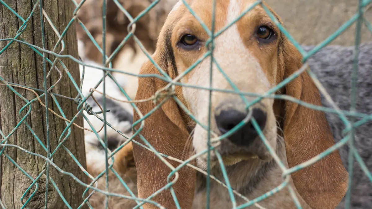 Kanasín, Umán, Tekax y Valladolid son los municipios con más reportes de maltrato animal Foto: Canva