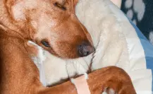 ¿Cómo saber si tu perro fue envenenado? Reconoce los síntomas y actúa rápido