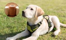 Guadalupe recomienda herramienta para proteger a tus mascotas del estrés por pirotecnia