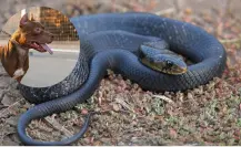 Perro salva a niños de una serpiente en Ciudad Caucel, Yucatán