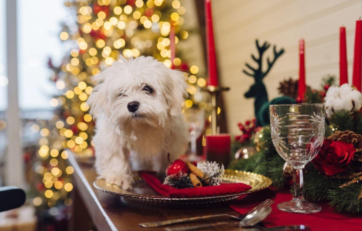 Las mascotas también merecen disfrutar de la cena de fin de año. ¡Sorpréndelas con estas recetas especiales! Foto: Teksomolika / Freepik