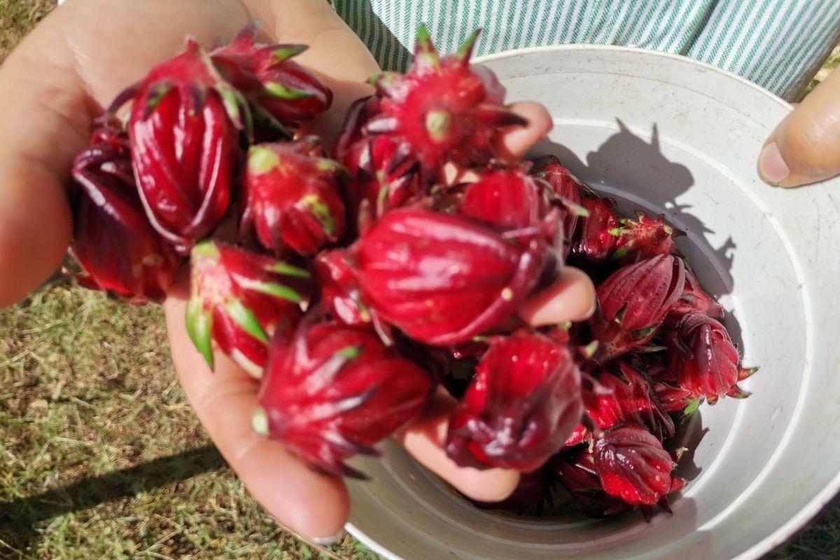 En México, el estado de Guerrero es el primer productor de flor de jamaica. Foto: Foto: X @Proarbol_Col