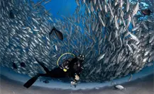 Los 3 mejores lugares para bucear en BCS estas vacaciones de invierno