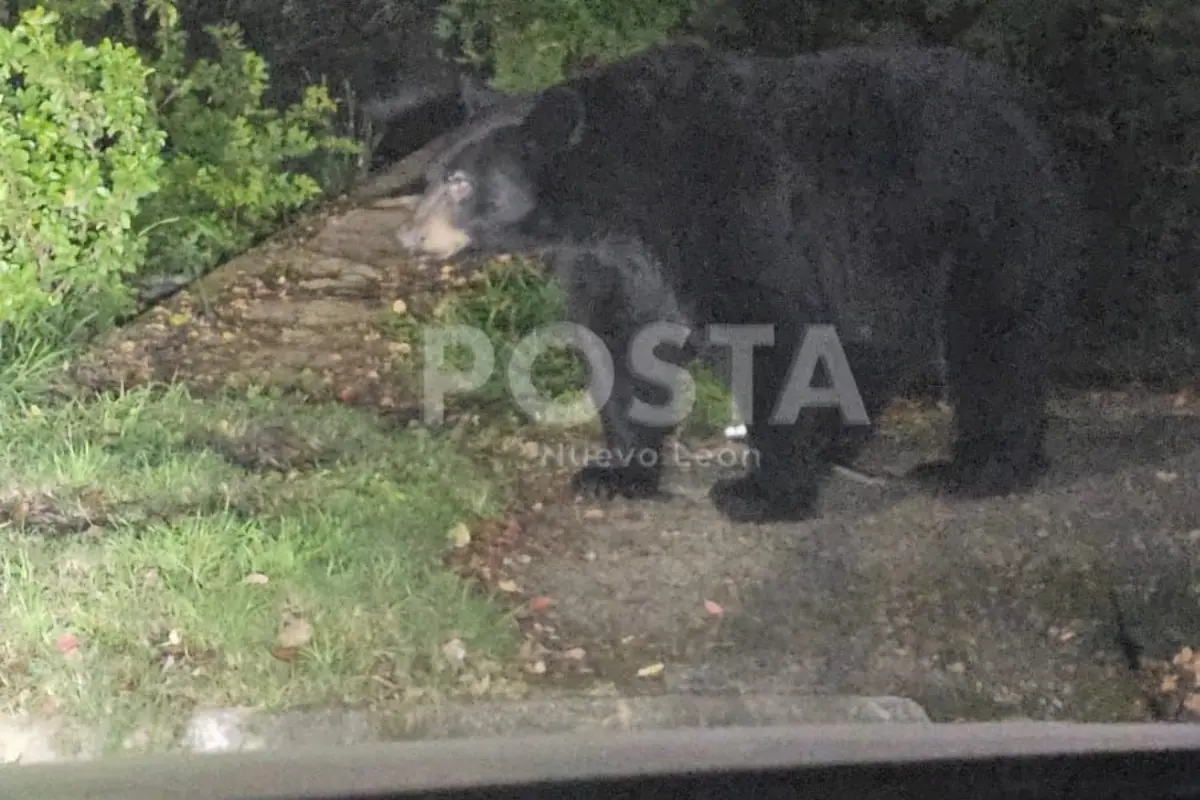 Oso merodeando en casas del sur de Monterrey. Foto: Raymundo Elizalde