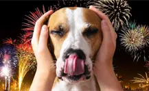 ¿Por qué los perros son tan sensibles a la pirotecnia? Especialistas aportan explicación ¿Por qué los perros son tan sensibles a la pirotecnia? Especialistas aportan explicación