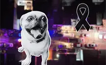 La pirotecnia cobra su primera víctima de 2025; Lolo, un perrito pug
