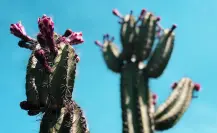 La pitaya y sus propiedades, ¿para qué sirve?
