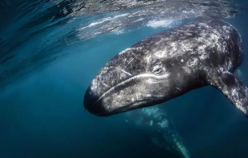 La ballena gris: estamos en plenta temporada de avistamiento. Foto: Gobierno de México.