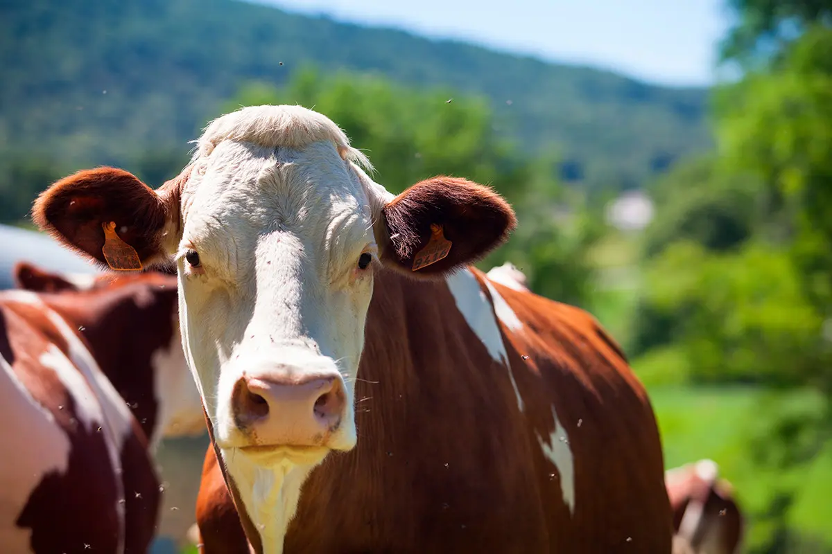 La tuberculosis bovina es una de las principales enfermedades a tratar. Fotografías: Freepik.