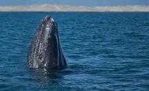 Por esta impactante razón la ballena gris casi se extingue