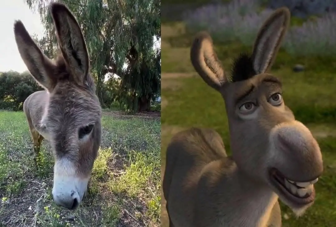 Shrek: ¿Quien inspiró al divertido personaje de Burro y de qué murió? Foto: Canva/Archivo