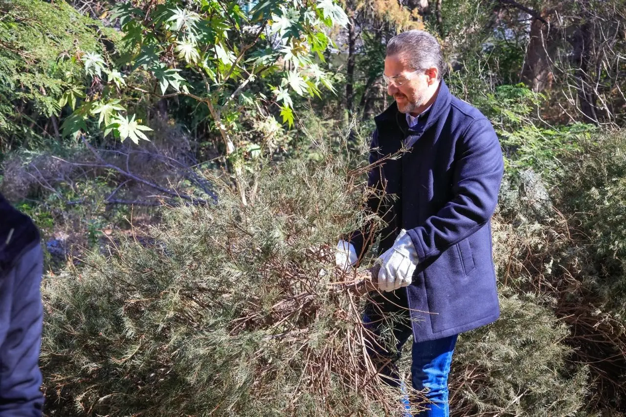 Monterrey instala 46 centros de acopio para reciclar pinos. Foto:  Armando Galicia.