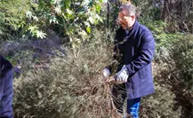 Adrián de la Garza encabeza el inicio de la recolección de pinos navideños