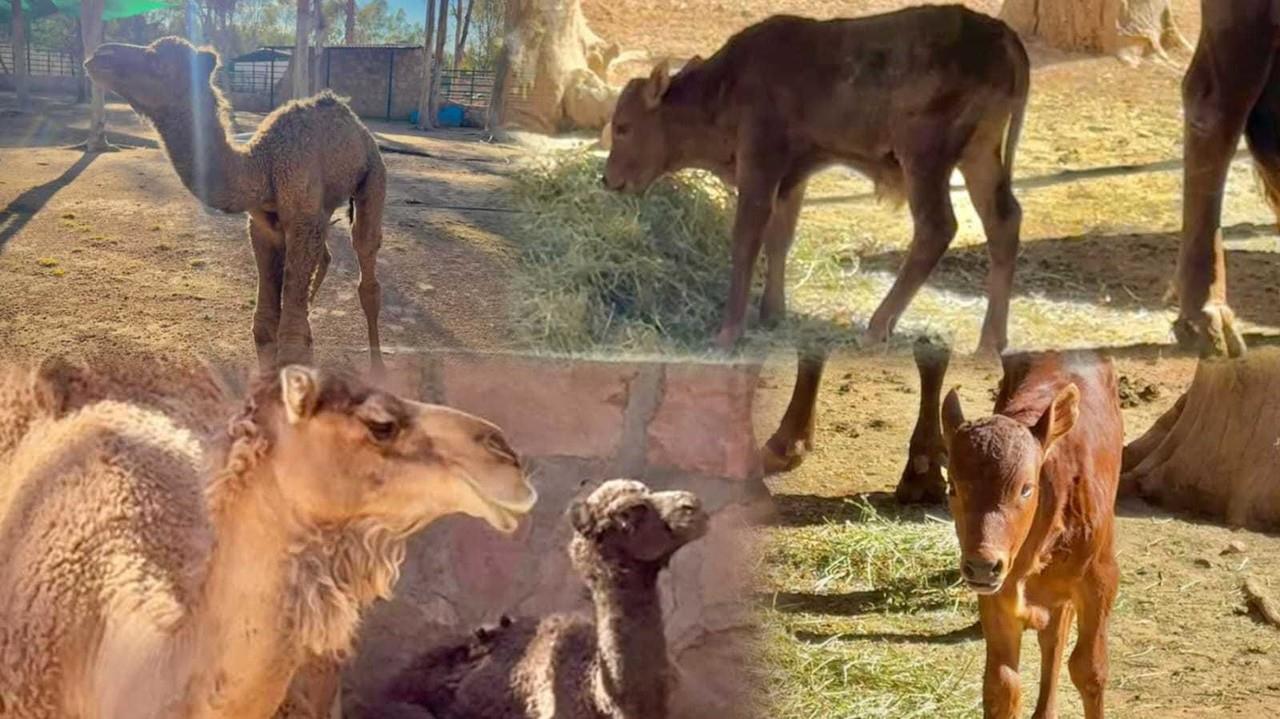 Zoológico de Durango: ¿Ya conoces a los nuevos bebés?