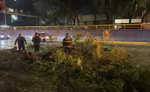 Conductor de tráiler derriba árbol en Circuito Interior y se da a la fuga en CDMX