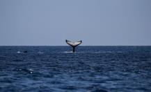 ¡Sorprendente! Descubre de dónde viene la ballena gris que llega a BCS para reproducirse