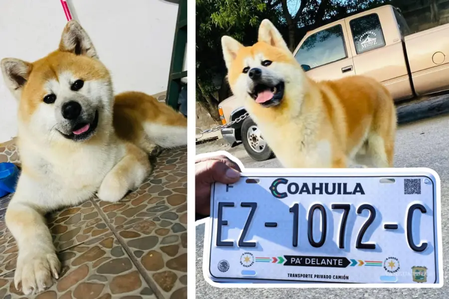 Ciudadano ofrece pagar placas vehiculares a quien le devuelva a su perro perdido en Saltillo