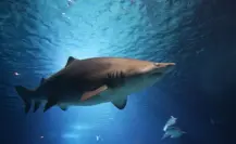 ¿Qué especies de tiburón se capturan en BCS y dónde encontrarlas?