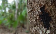 Este es el árbol más peligroso de México que se encuentra en Yucatán