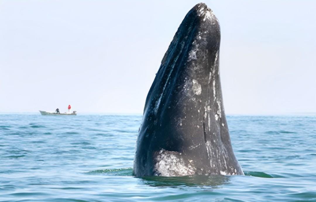 Operadores turísticos deben cumplir con regulaciones de protección de ballenas grises. Foto: Gobierno de México / SEMARNAT